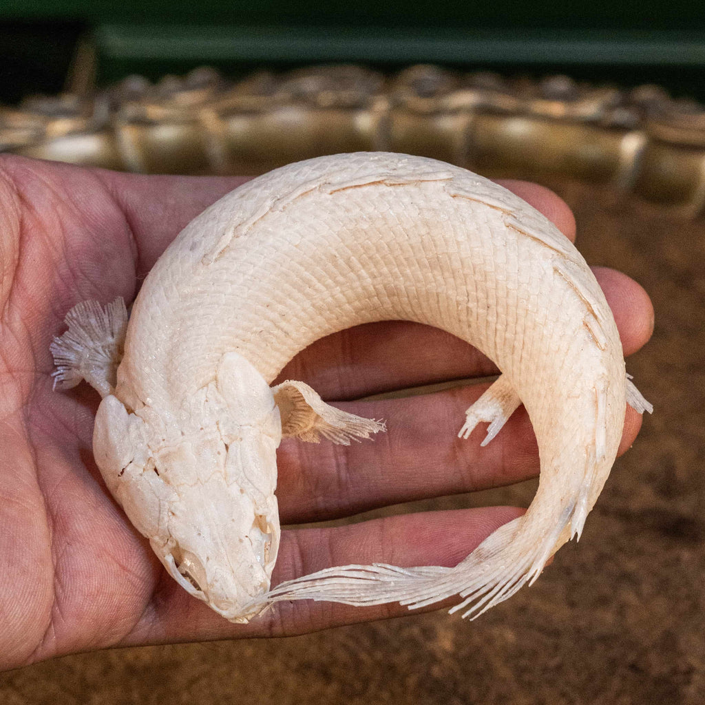 Real Mottled Bichir skeleton arranged in Enso circle, gothic taxidermy art blending Zen philosophy and natural history
