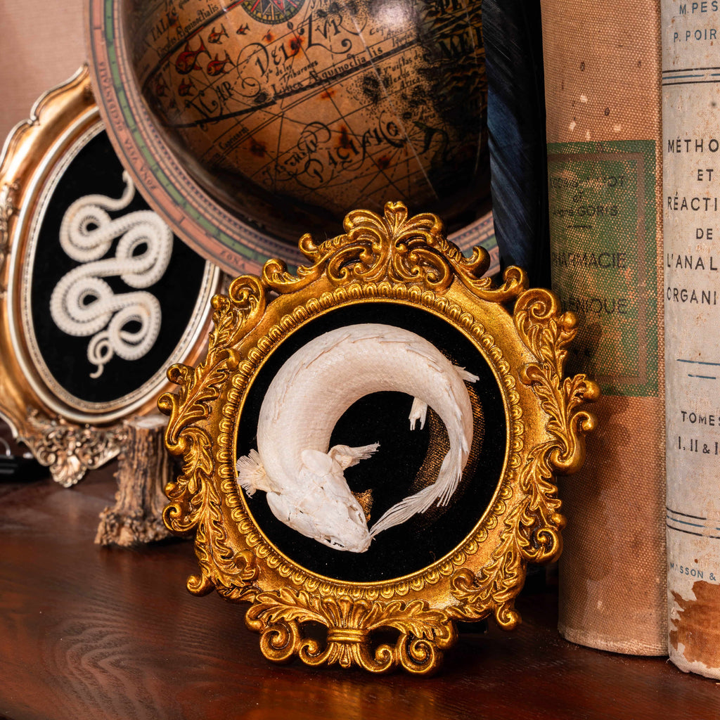 Real Mottled Bichir skeleton arranged in Enso circle, gothic taxidermy art blending Zen philosophy and natural history