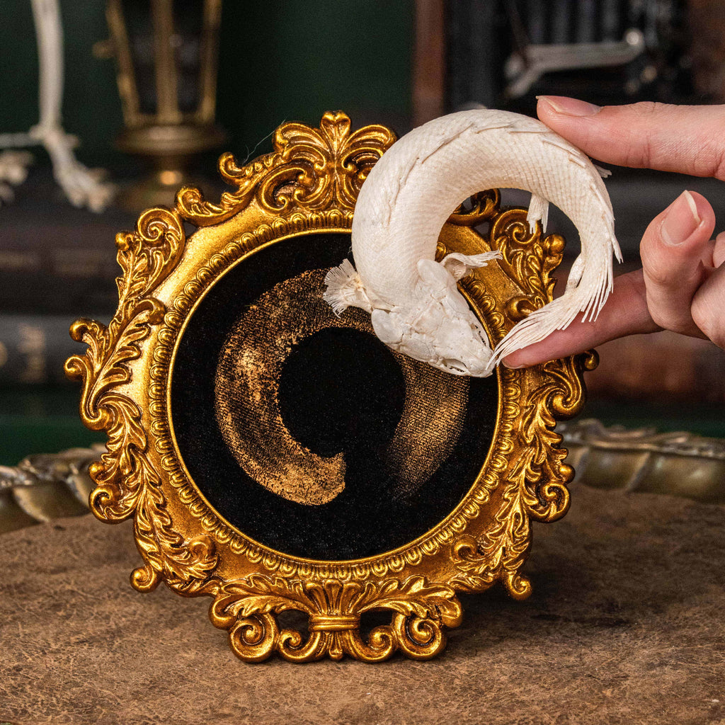 Real Mottled Bichir skeleton arranged in Enso circle, gothic taxidermy art blending Zen philosophy and natural history