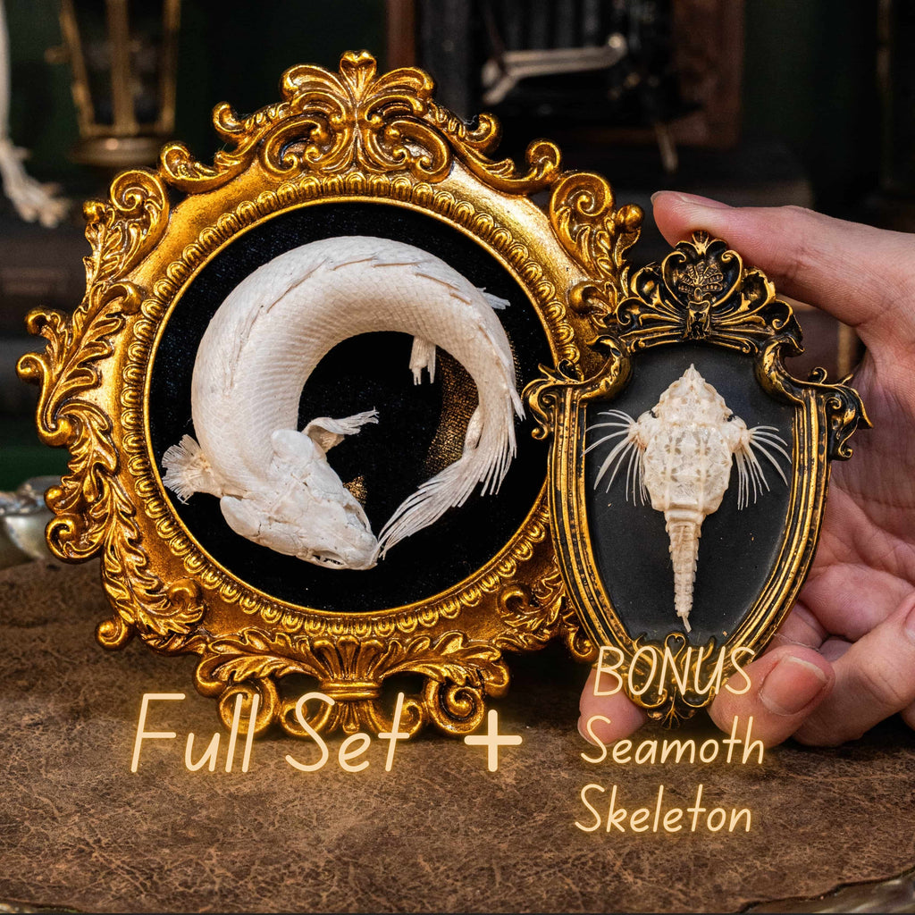 Real Mottled Bichir skeleton arranged in Enso circle, gothic taxidermy art blending Zen philosophy and natural history