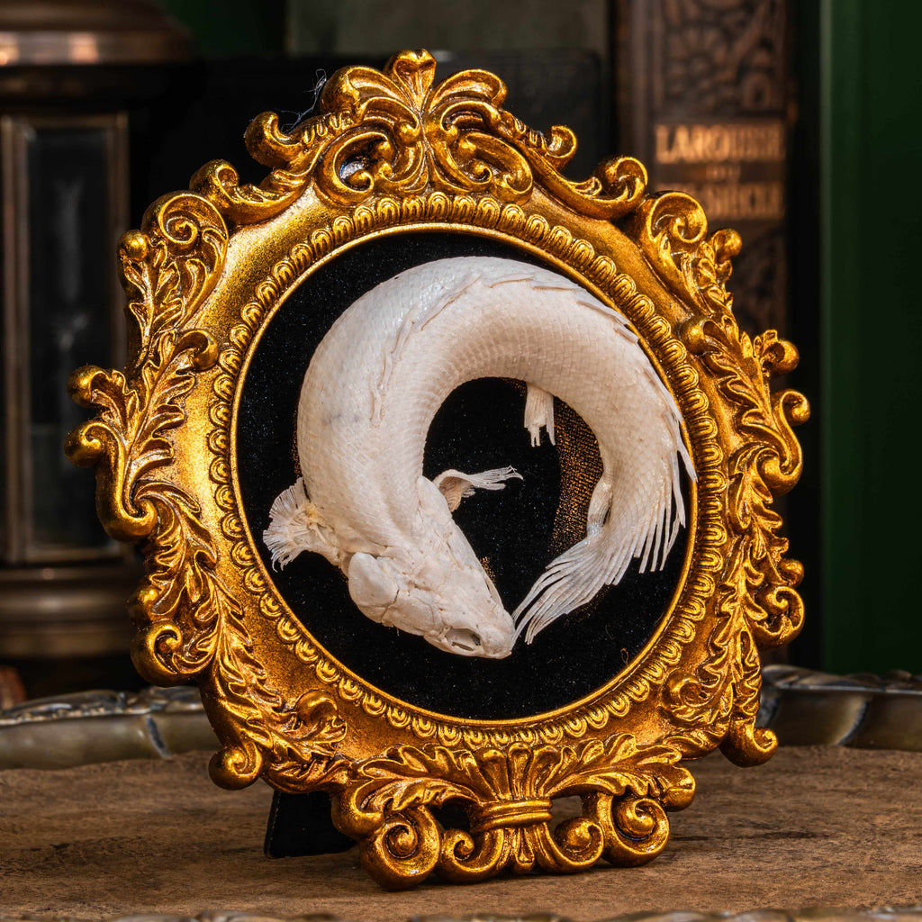 Real Mottled Bichir skeleton arranged in Enso circle, gothic taxidermy art blending Zen philosophy and natural history