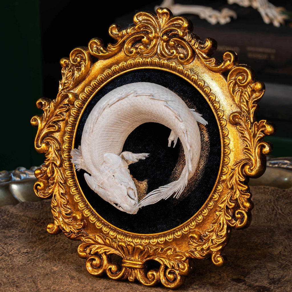 Real Mottled Bichir skeleton arranged in Enso circle, gothic taxidermy art blending Zen philosophy and natural history