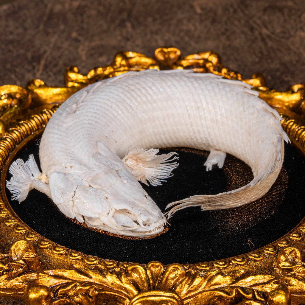 Real Mottled Bichir skeleton arranged in Enso circle, gothic taxidermy art blending Zen philosophy and natural history