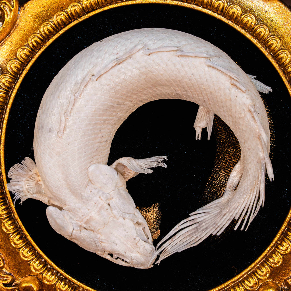 Real Mottled Bichir skeleton arranged in Enso circle, gothic taxidermy art blending Zen philosophy and natural history
