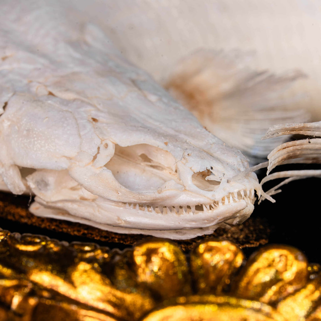 Real Mottled Bichir skeleton arranged in Enso circle, gothic taxidermy art blending Zen philosophy and natural history