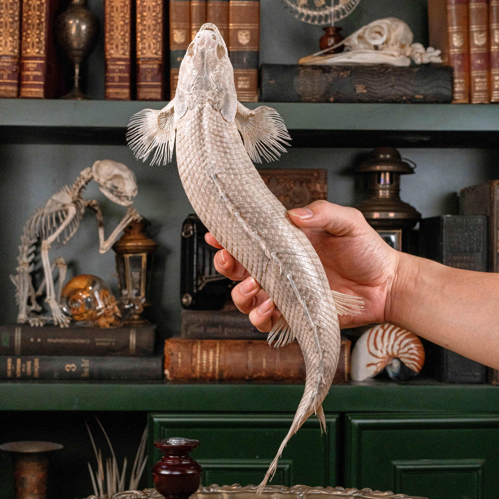 A real Bichir fish skeleton taxidermy specimen with full scale armor and spiny dorsal fins, preserved and displayed on a stand. This prehistoric Polypteridae fish, often called a living fossil, resembles a cross between an eel and a snake, making it a rare oddities collectible. Perfect for natural history collectors, gothic decor lovers, curiosity cabinets, or marine biologists interested in ancient fish anatomy and evolutionary science.
