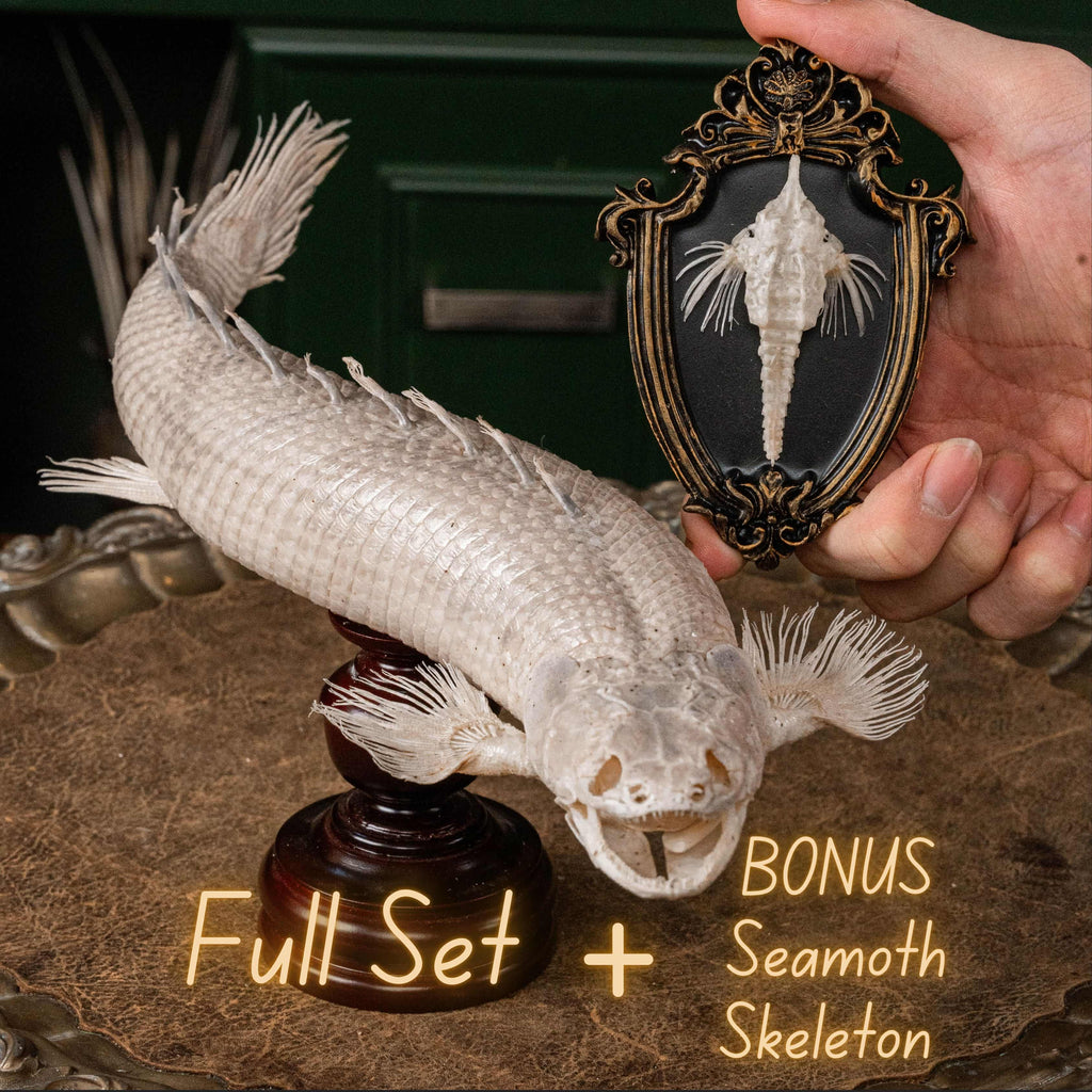 A real Bichir fish skeleton taxidermy specimen with full scale armor and spiny dorsal fins, preserved and displayed on a stand. This prehistoric Polypteridae fish, often called a living fossil, resembles a cross between an eel and a snake, making it a rare oddities collectible. Perfect for natural history collectors, gothic decor lovers, curiosity cabinets, or marine biologists interested in ancient fish anatomy and evolutionary science.