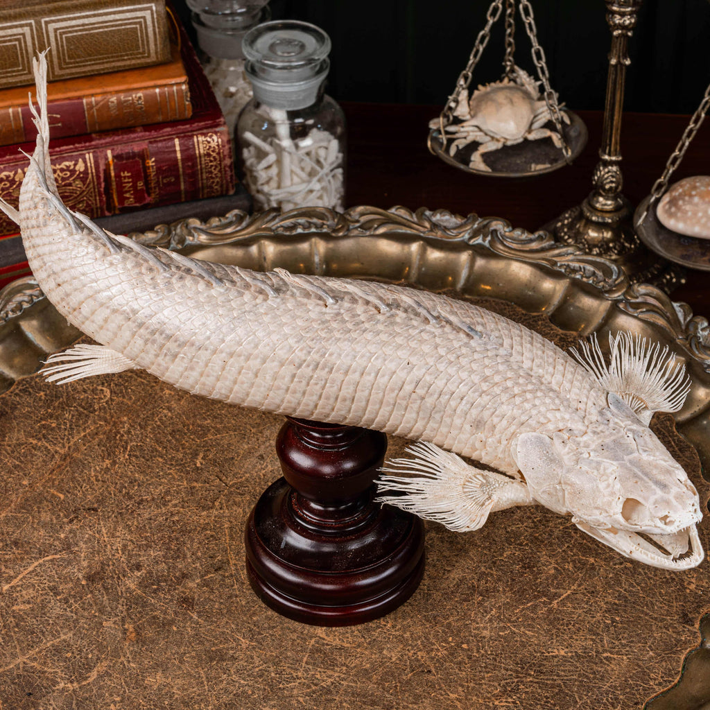 A real Bichir fish skeleton taxidermy specimen with full scale armor and spiny dorsal fins, preserved and displayed on a stand. This prehistoric Polypteridae fish, often called a living fossil, resembles a cross between an eel and a snake, making it a rare oddities collectible. Perfect for natural history collectors, gothic decor lovers, curiosity cabinets, or marine biologists interested in ancient fish anatomy and evolutionary science.