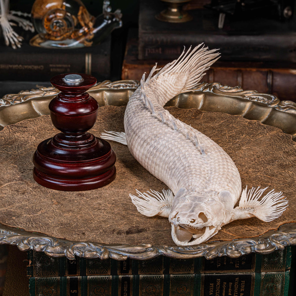 A real Bichir fish skeleton taxidermy specimen with full scale armor and spiny dorsal fins, preserved and displayed on a stand. This prehistoric Polypteridae fish, often called a living fossil, resembles a cross between an eel and a snake, making it a rare oddities collectible. Perfect for natural history collectors, gothic decor lovers, curiosity cabinets, or marine biologists interested in ancient fish anatomy and evolutionary science.