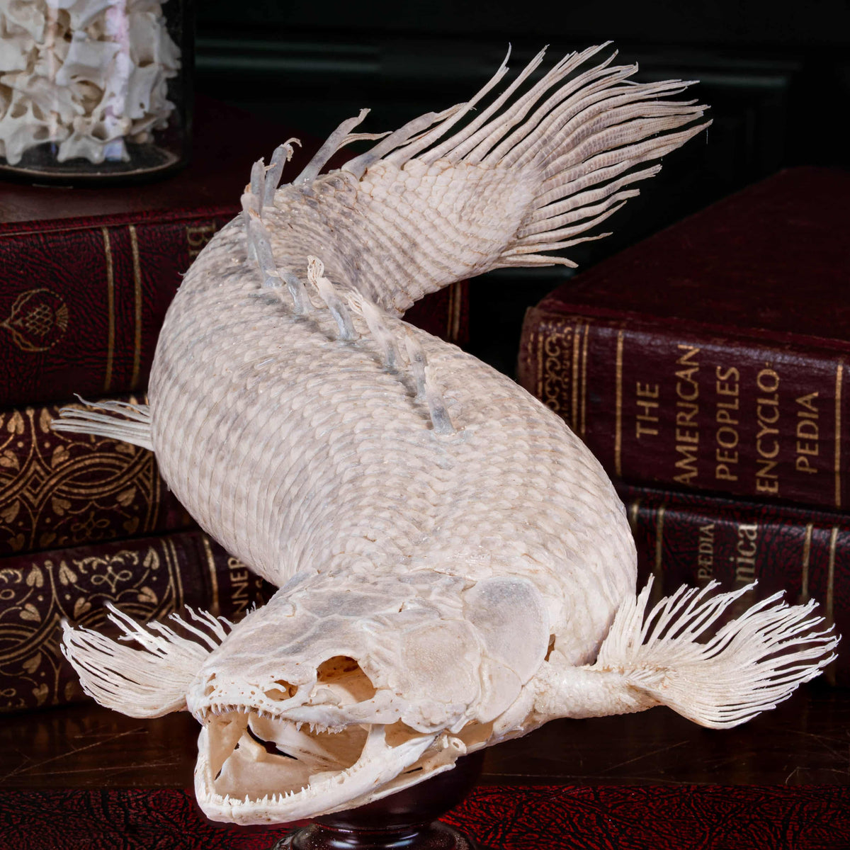 Bichir Fish Skeleton Real Taxidermy Armoured Dragon Fish Senegal – Duy ...