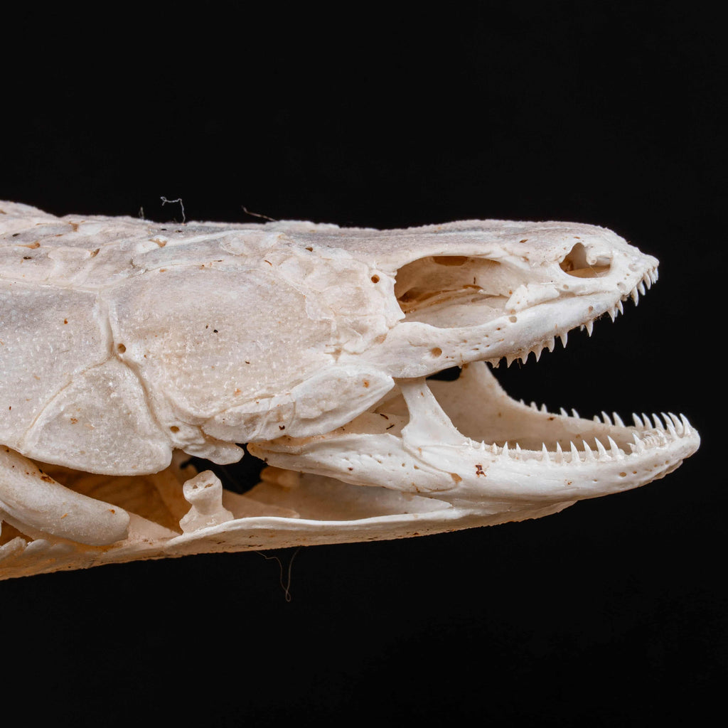 A real Bichir fish skeleton taxidermy specimen with full scale armor and spiny dorsal fins, preserved and displayed on a stand. This prehistoric Polypteridae fish, often called a living fossil, resembles a cross between an eel and a snake, making it a rare oddities collectible. Perfect for natural history collectors, gothic decor lovers, curiosity cabinets, or marine biologists interested in ancient fish anatomy and evolutionary science.