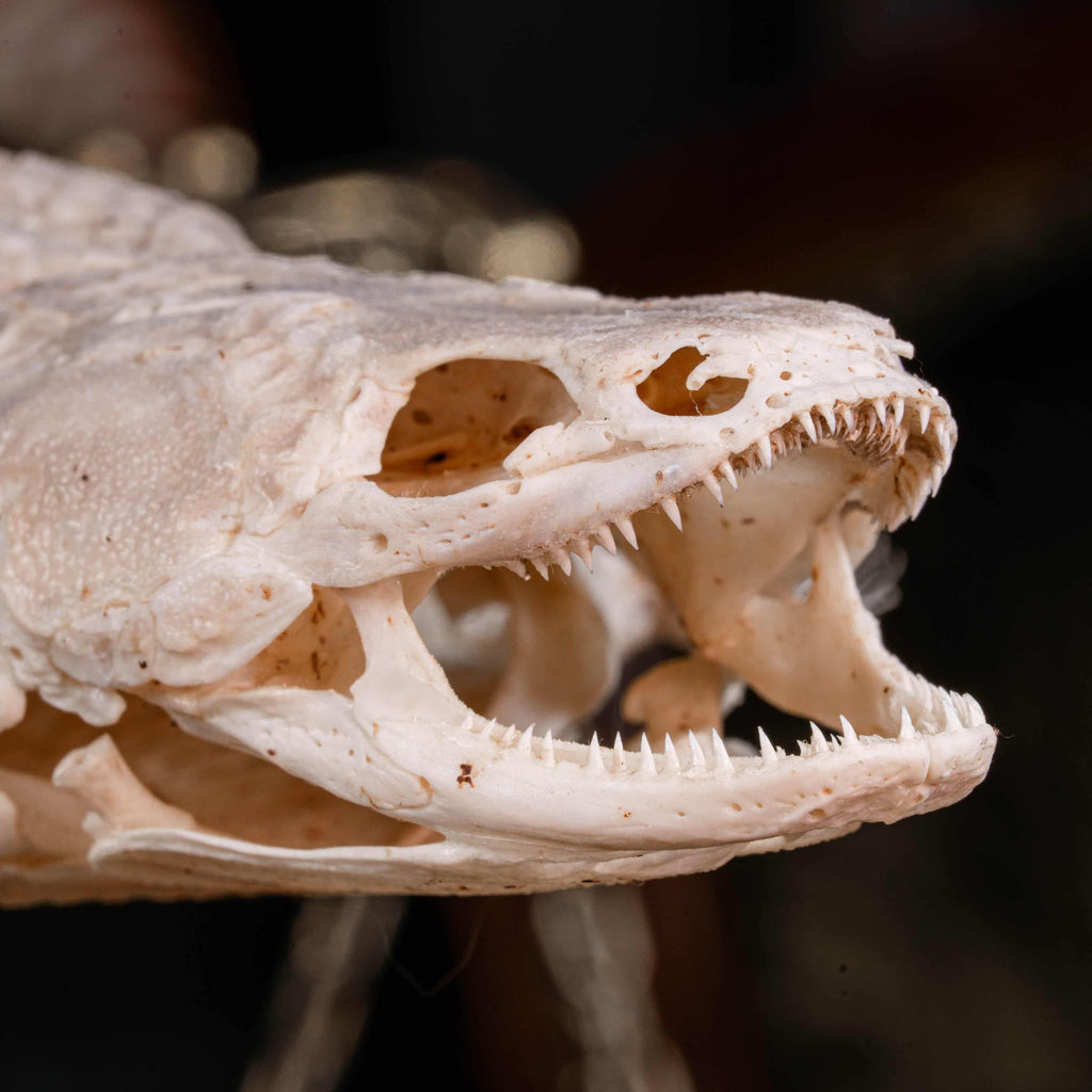 A real Bichir fish skeleton taxidermy specimen with full scale armor and spiny dorsal fins, preserved and displayed on a stand. This prehistoric Polypteridae fish, often called a living fossil, resembles a cross between an eel and a snake, making it a rare oddities collectible. Perfect for natural history collectors, gothic decor lovers, curiosity cabinets, or marine biologists interested in ancient fish anatomy and evolutionary science.
