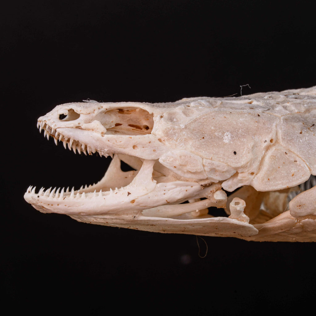 A real Bichir fish skeleton taxidermy specimen with full scale armor and spiny dorsal fins, preserved and displayed on a stand. This prehistoric Polypteridae fish, often called a living fossil, resembles a cross between an eel and a snake, making it a rare oddities collectible. Perfect for natural history collectors, gothic decor lovers, curiosity cabinets, or marine biologists interested in ancient fish anatomy and evolutionary science.