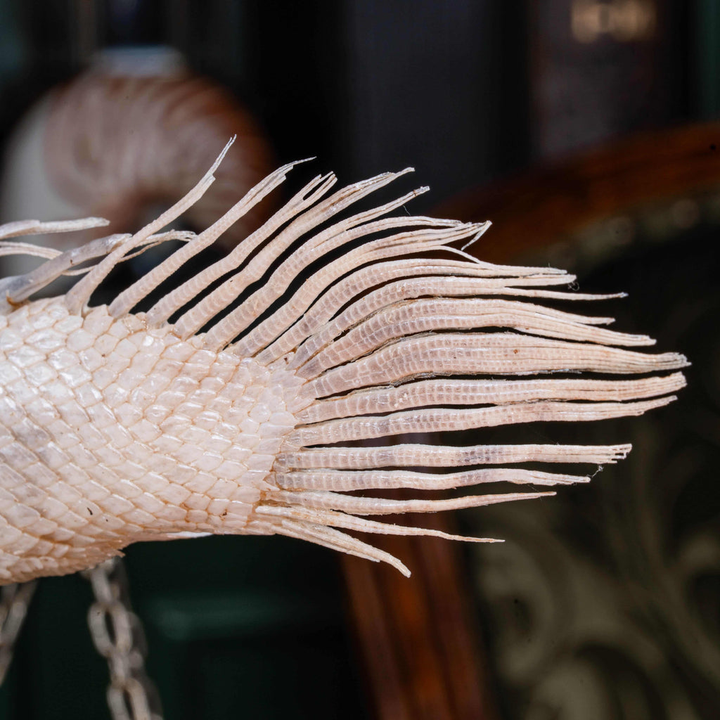 A real Bichir fish skeleton taxidermy specimen with full scale armor and spiny dorsal fins, preserved and displayed on a stand. This prehistoric Polypteridae fish, often called a living fossil, resembles a cross between an eel and a snake, making it a rare oddities collectible. Perfect for natural history collectors, gothic decor lovers, curiosity cabinets, or marine biologists interested in ancient fish anatomy and evolutionary science.