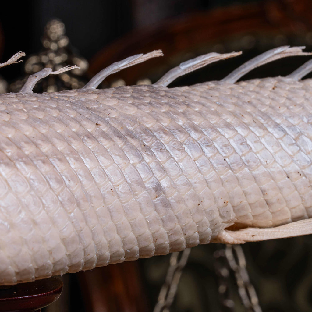 A real Bichir fish skeleton taxidermy specimen with full scale armor and spiny dorsal fins, preserved and displayed on a stand. This prehistoric Polypteridae fish, often called a living fossil, resembles a cross between an eel and a snake, making it a rare oddities collectible. Perfect for natural history collectors, gothic decor lovers, curiosity cabinets, or marine biologists interested in ancient fish anatomy and evolutionary science.