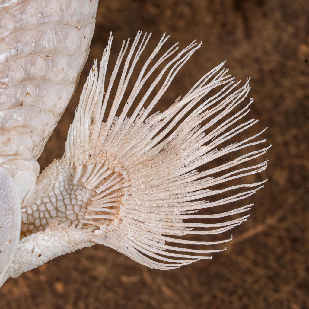 A real Bichir fish skeleton taxidermy specimen with full scale armor and spiny dorsal fins, preserved and displayed on a stand. This prehistoric Polypteridae fish, often called a living fossil, resembles a cross between an eel and a snake, making it a rare oddities collectible. Perfect for natural history collectors, gothic decor lovers, curiosity cabinets, or marine biologists interested in ancient fish anatomy and evolutionary science.
