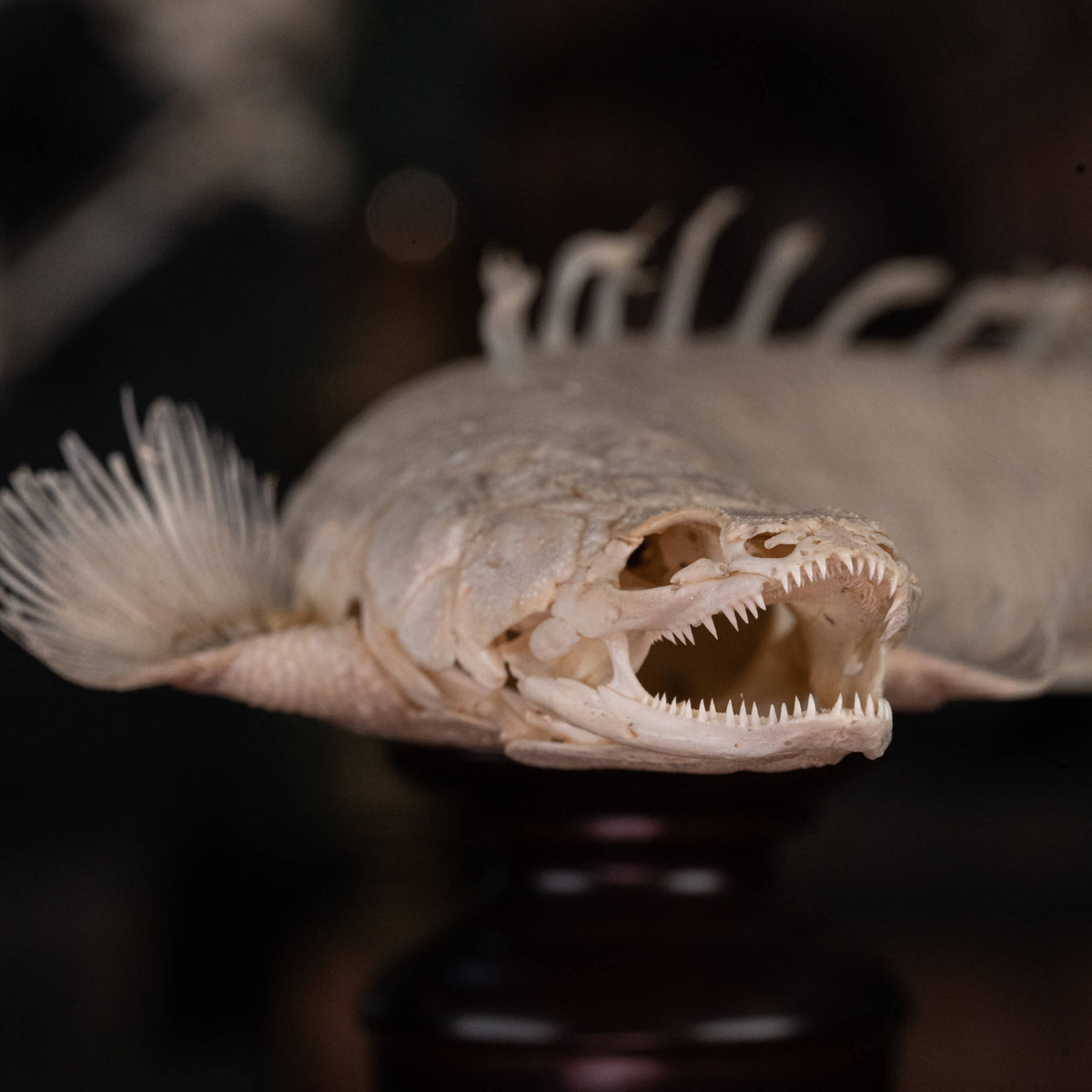Bischer Fish Real Senegal Bichir fish skeleton, Polypterus Weeksii, real fish ...