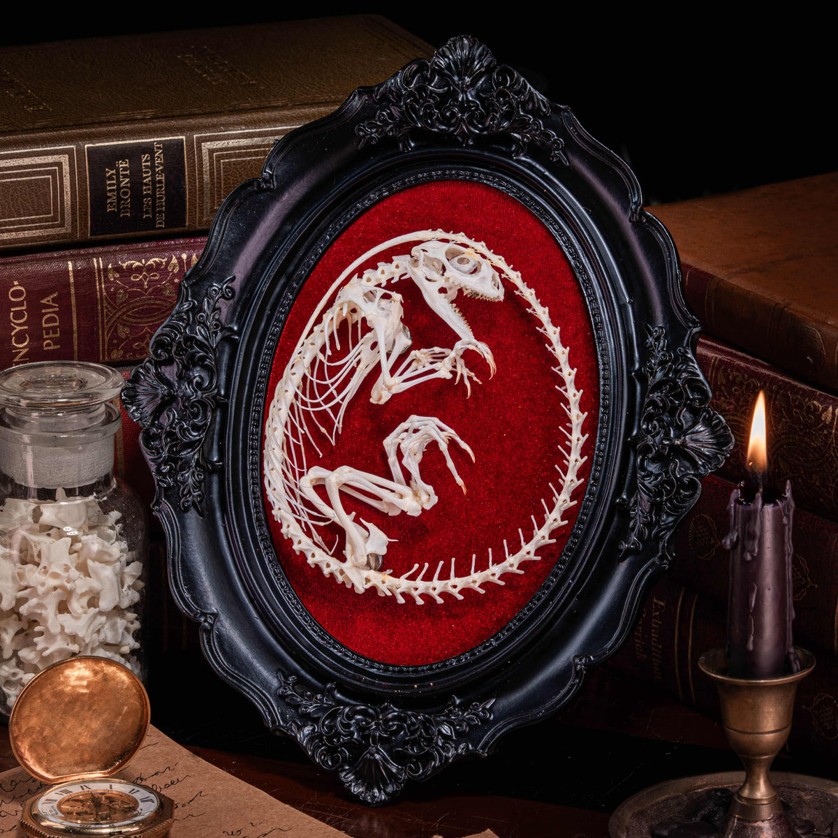 Real Butterfly Agama Skeleton Pose on Red Velvet Frame – Duy Ng Skeleton