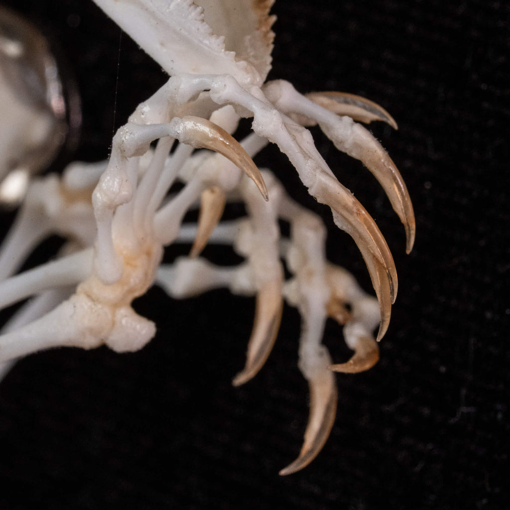 A real Butterfly Agama skeleton, carefully posed to resemble a curled dinosaur embryo inside its egg. This handcrafted taxidermy piece blends natural history with artistic interpretation, creating an eerie yet fascinating fossil-like display. A unique addition to gothic decor, dark academia collections, and natural history exhibits.