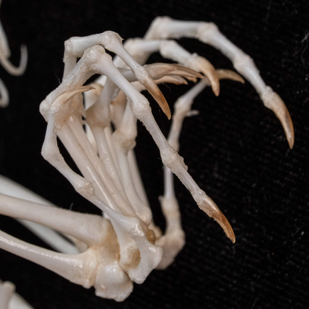 A real Butterfly Agama skeleton, carefully posed to resemble a curled dinosaur embryo inside its egg. This handcrafted taxidermy piece blends natural history with artistic interpretation, creating an eerie yet fascinating fossil-like display. A unique addition to gothic decor, dark academia collections, and natural history exhibits.