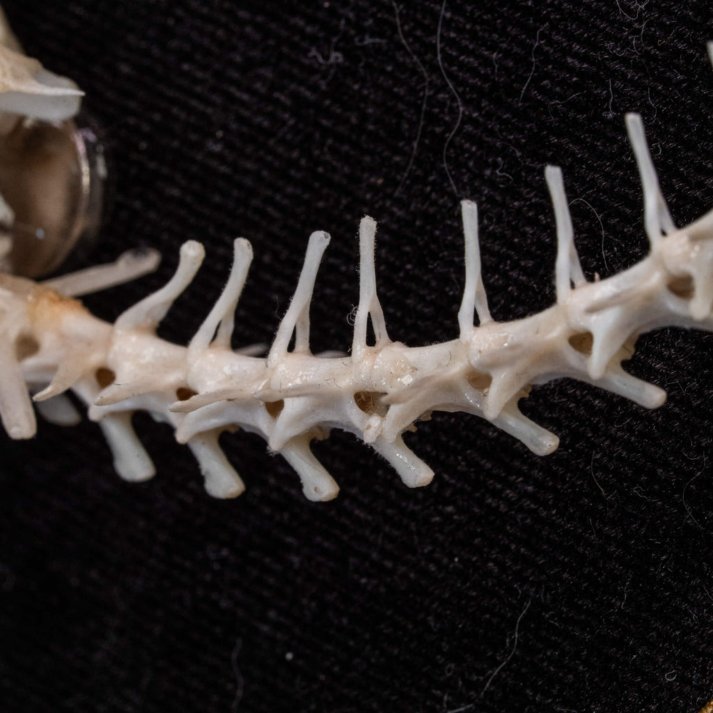 A real Butterfly Agama skeleton, carefully posed to resemble a curled dinosaur embryo inside its egg. This handcrafted taxidermy piece blends natural history with artistic interpretation, creating an eerie yet fascinating fossil-like display. A unique addition to gothic decor, dark academia collections, and natural history exhibits.