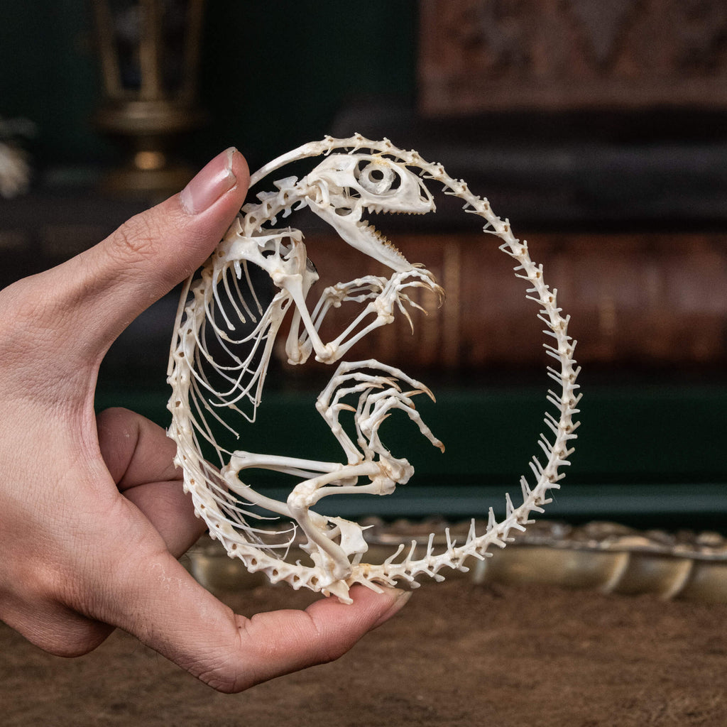 A real Butterfly Agama skeleton, carefully posed to resemble a curled dinosaur embryo inside its egg. This handcrafted taxidermy piece blends natural history with artistic interpretation, creating an eerie yet fascinating fossil-like display. A unique addition to gothic decor, dark academia collections, and natural history exhibits.