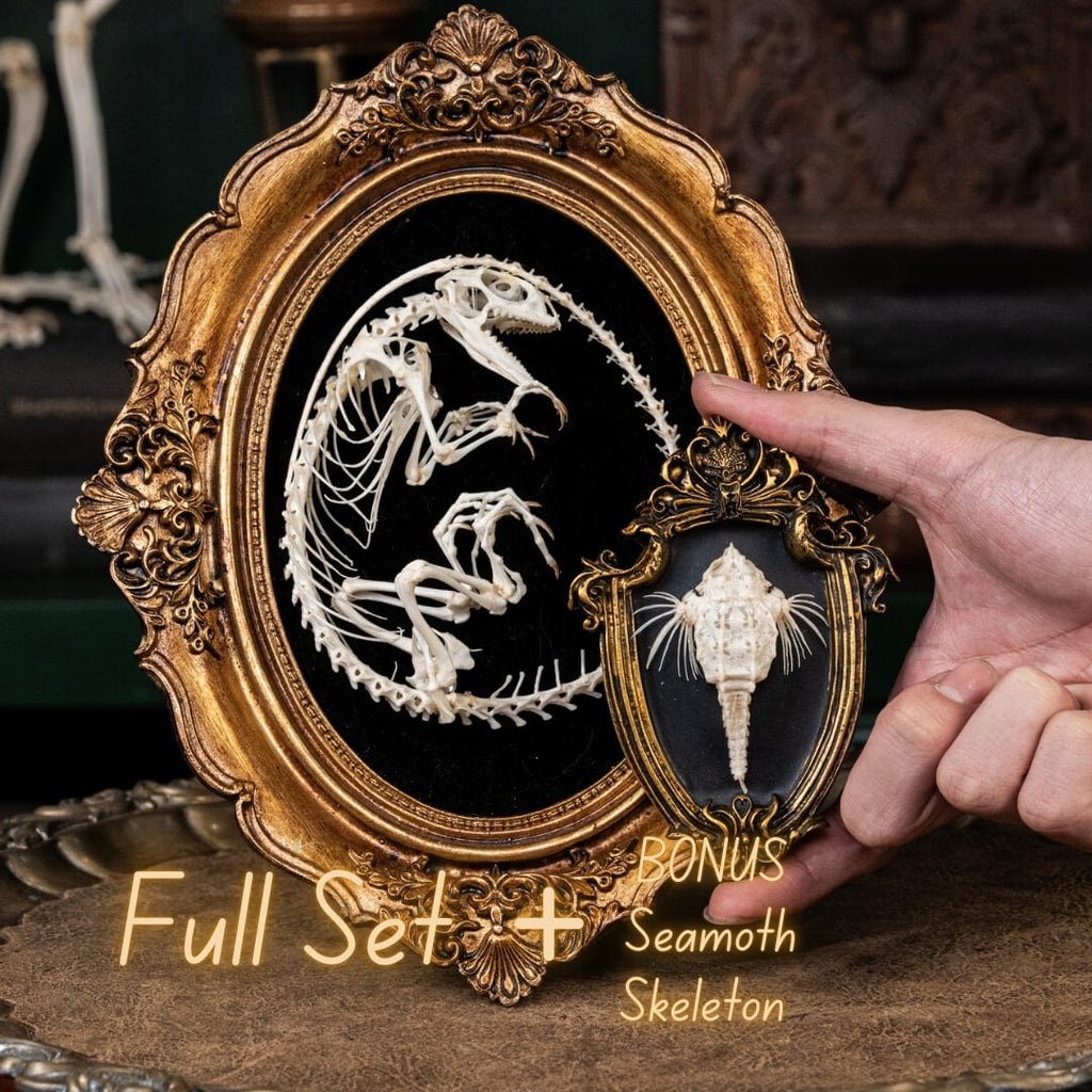 A real Butterfly Agama skeleton, carefully posed to resemble a curled dinosaur embryo inside its egg. This handcrafted taxidermy piece blends natural history with artistic interpretation, creating an eerie yet fascinating fossil-like display. A unique addition to gothic decor, dark academia collections, and natural history exhibits.