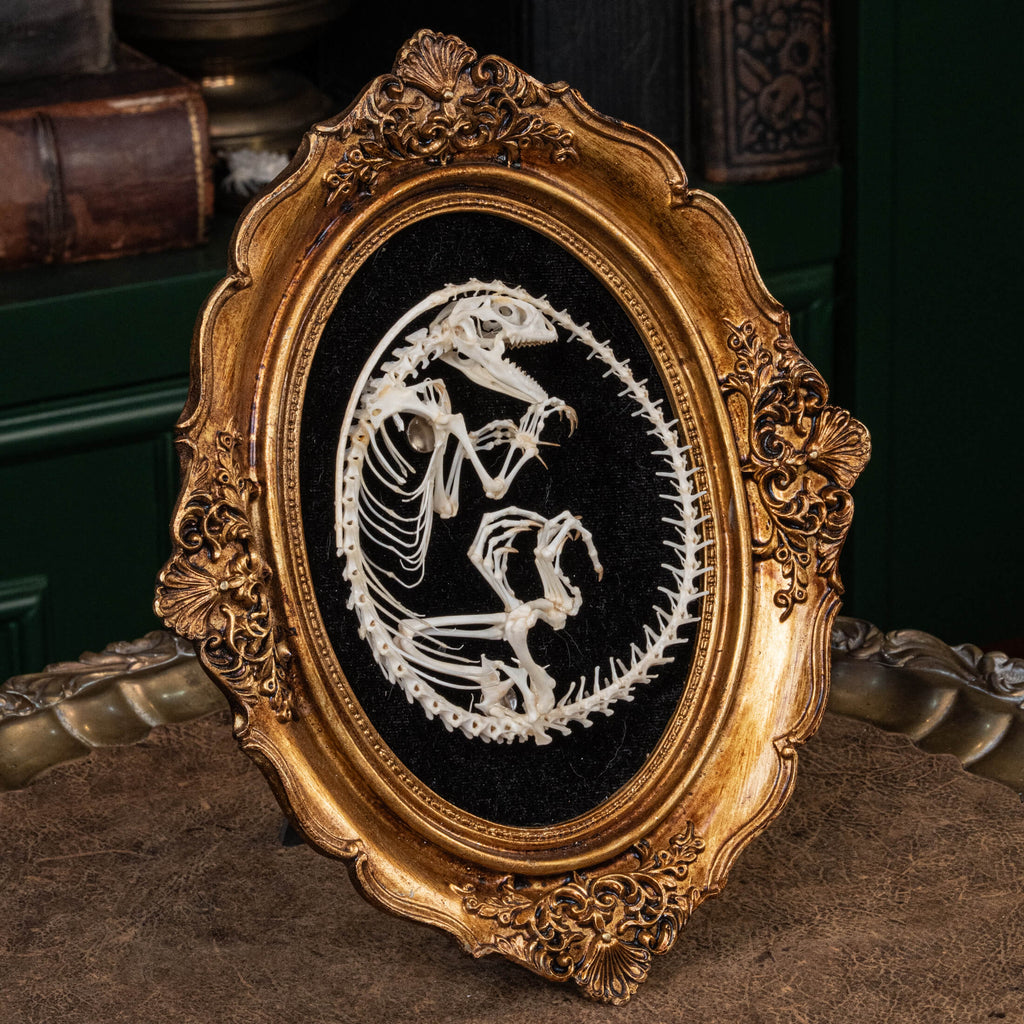 A real Butterfly Agama skeleton, carefully posed to resemble a curled dinosaur embryo inside its egg. This handcrafted taxidermy piece blends natural history with artistic interpretation, creating an eerie yet fascinating fossil-like display. A unique addition to gothic decor, dark academia collections, and natural history exhibits.