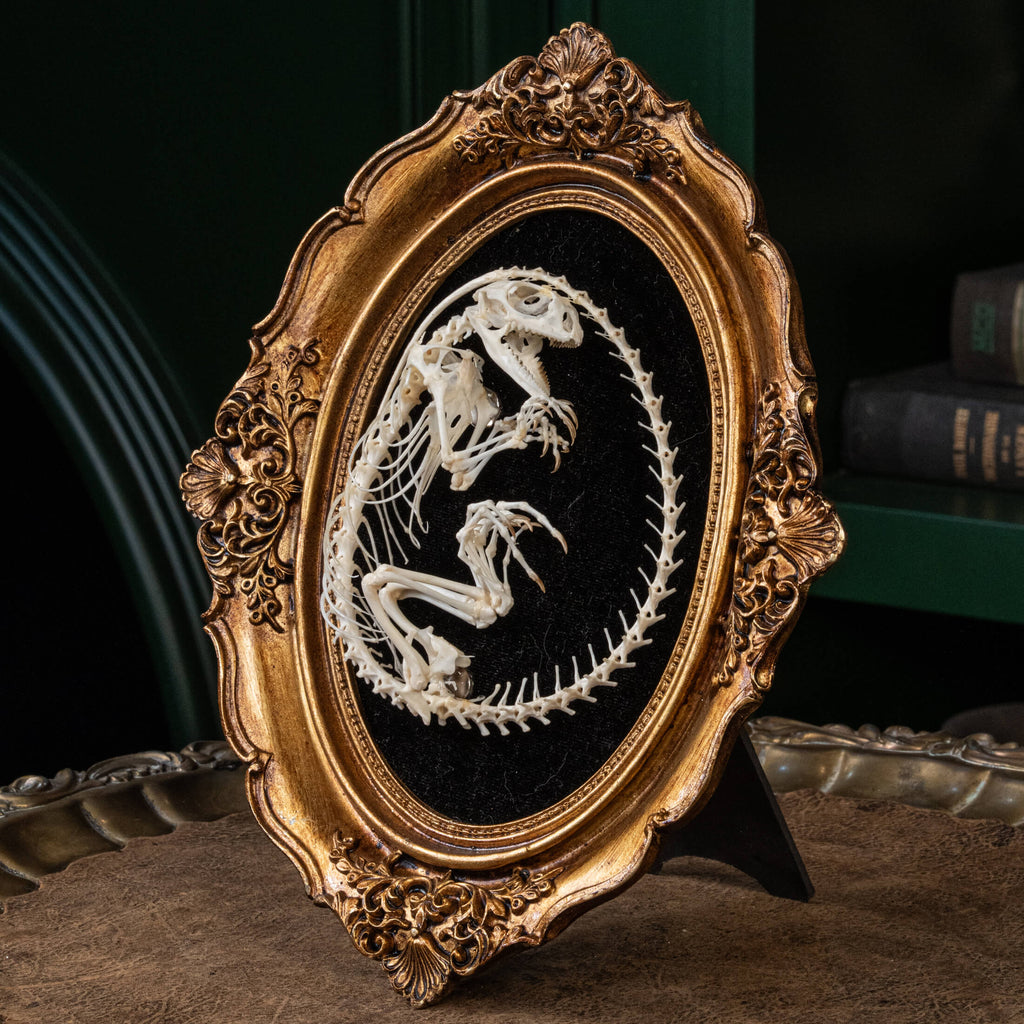 A real Butterfly Agama skeleton, carefully posed to resemble a curled dinosaur embryo inside its egg. This handcrafted taxidermy piece blends natural history with artistic interpretation, creating an eerie yet fascinating fossil-like display. A unique addition to gothic decor, dark academia collections, and natural history exhibits.