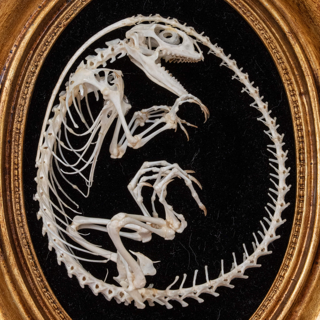 A real Butterfly Agama skeleton, carefully posed to resemble a curled dinosaur embryo inside its egg. This handcrafted taxidermy piece blends natural history with artistic interpretation, creating an eerie yet fascinating fossil-like display. A unique addition to gothic decor, dark academia collections, and natural history exhibits.