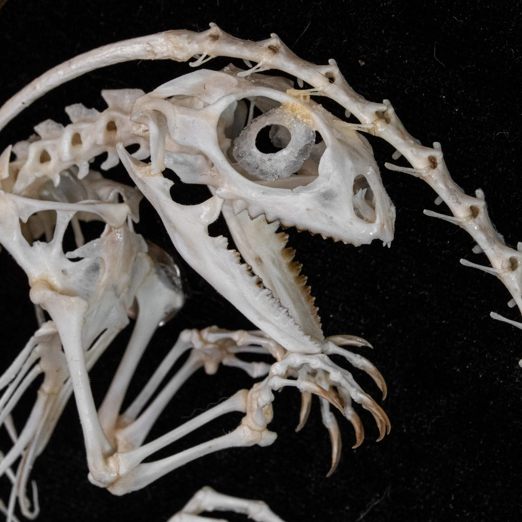 A real Butterfly Agama skeleton, carefully posed to resemble a curled dinosaur embryo inside its egg. This handcrafted taxidermy piece blends natural history with artistic interpretation, creating an eerie yet fascinating fossil-like display. A unique addition to gothic decor, dark academia collections, and natural history exhibits.