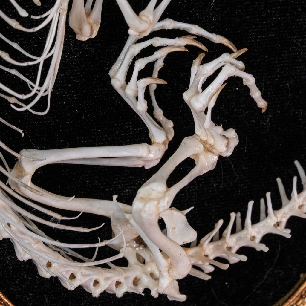 A real Butterfly Agama skeleton, carefully posed to resemble a curled dinosaur embryo inside its egg. This handcrafted taxidermy piece blends natural history with artistic interpretation, creating an eerie yet fascinating fossil-like display. A unique addition to gothic decor, dark academia collections, and natural history exhibits.