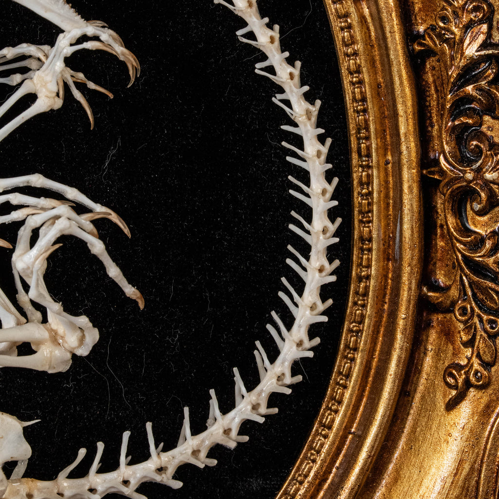 A real Butterfly Agama skeleton, carefully posed to resemble a curled dinosaur embryo inside its egg. This handcrafted taxidermy piece blends natural history with artistic interpretation, creating an eerie yet fascinating fossil-like display. A unique addition to gothic decor, dark academia collections, and natural history exhibits.