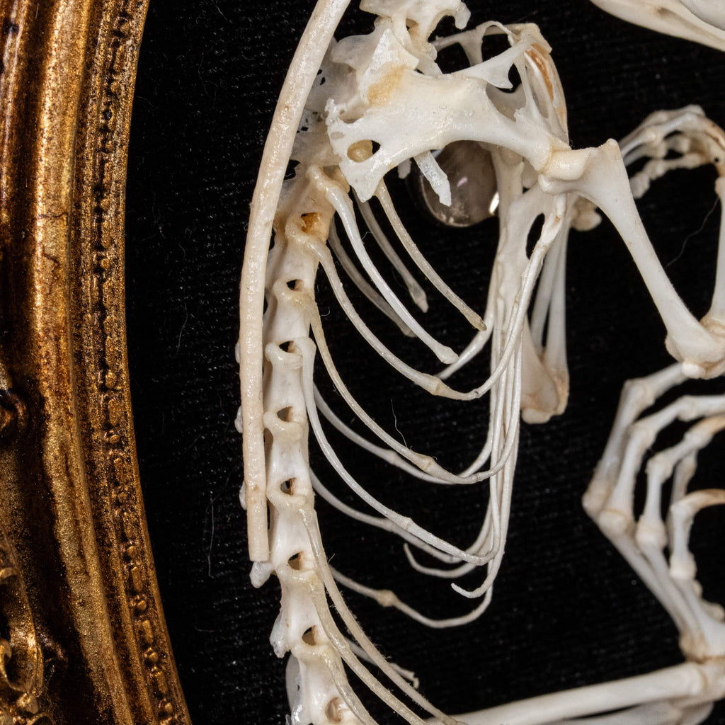 A real Butterfly Agama skeleton, carefully posed to resemble a curled dinosaur embryo inside its egg. This handcrafted taxidermy piece blends natural history with artistic interpretation, creating an eerie yet fascinating fossil-like display. A unique addition to gothic decor, dark academia collections, and natural history exhibits.