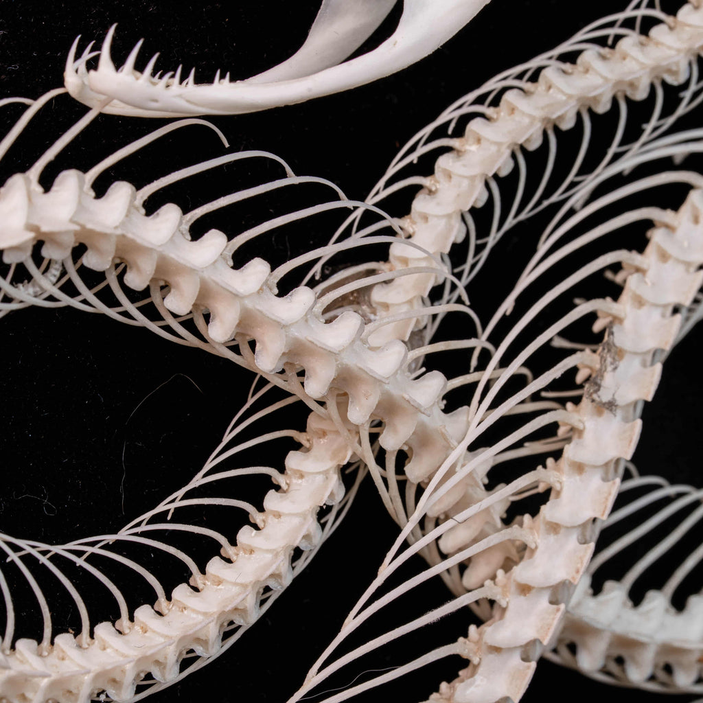 Real Viper Snake Skeleton, Gaboon Viper fangs, real snake taxidermy anatomy, anaconda skull.