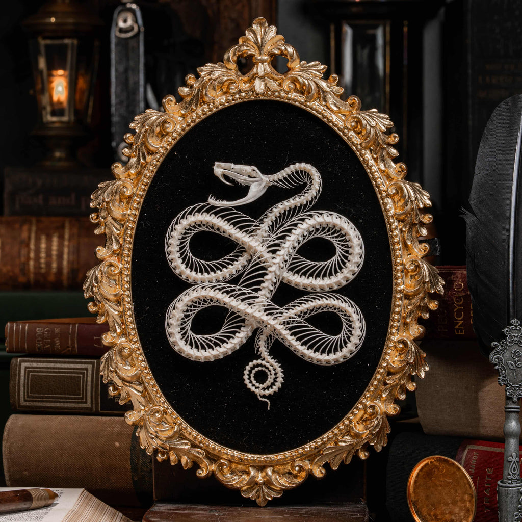 Real viper snake skeleton posed into a Celtic knot symbol from ancient Viking culture, framed in gothic vintage style. Perfect for witch altar decor, Norse mythology lovers, pagan ritual space, or symbolic bone art collectors. Hand-cleaned, ethically sourced, and preserved on black velvet background for natural history and dark academia displays.