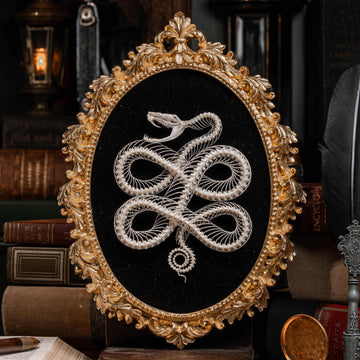 Real viper snake skeleton posed into a Celtic knot symbol from ancient Viking culture, framed in gothic vintage style. Perfect for witch altar decor, Norse mythology lovers, pagan ritual space, or symbolic bone art collectors. Hand-cleaned, ethically sourced, and preserved on black velvet background for natural history and dark academia displays.