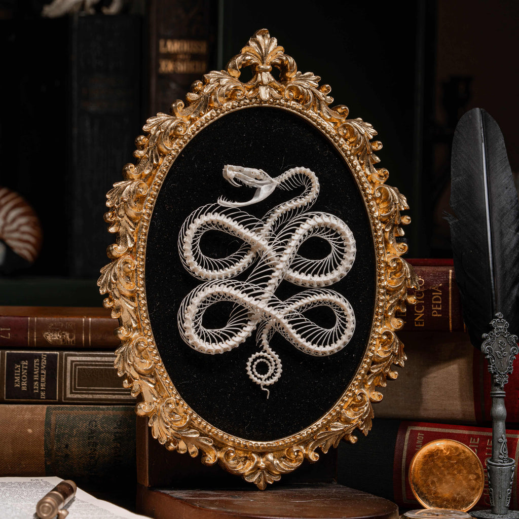 Real viper snake skeleton posed into a Celtic knot symbol from ancient Viking culture, framed in gothic vintage style. Perfect for witch altar decor, Norse mythology lovers, pagan ritual space, or symbolic bone art collectors. Hand-cleaned, ethically sourced, and preserved on black velvet background for natural history and dark academia displays.