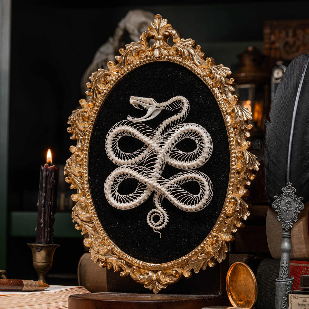 Real viper snake skeleton posed into a Celtic knot symbol from ancient Viking culture, framed in gothic vintage style. Perfect for witch altar decor, Norse mythology lovers, pagan ritual space, or symbolic bone art collectors. Hand-cleaned, ethically sourced, and preserved on black velvet background for natural history and dark academia displays.
