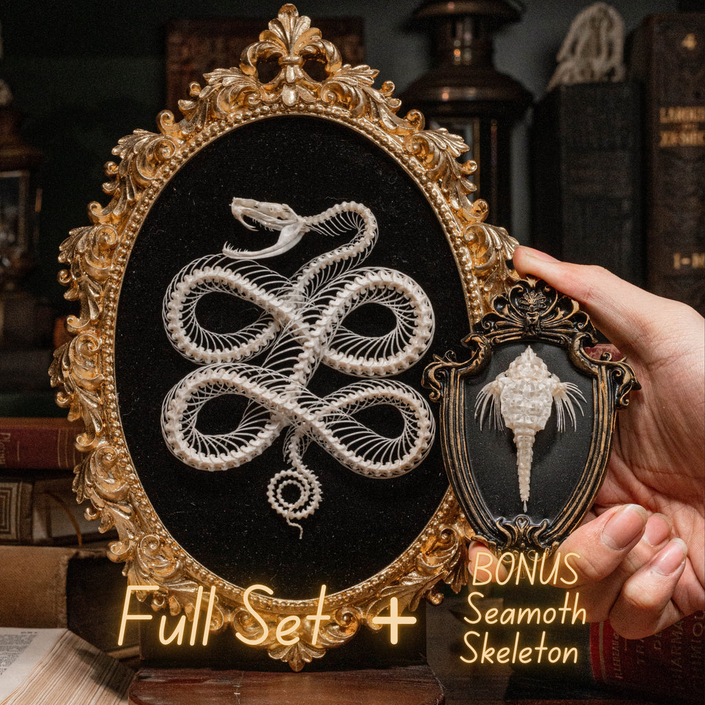 Real viper snake skeleton posed into a Celtic knot symbol from ancient Viking culture, framed in gothic vintage style. Perfect for witch altar decor, Norse mythology lovers, pagan ritual space, or symbolic bone art collectors. Hand-cleaned, ethically sourced, and preserved on black velvet background for natural history and dark academia displays.