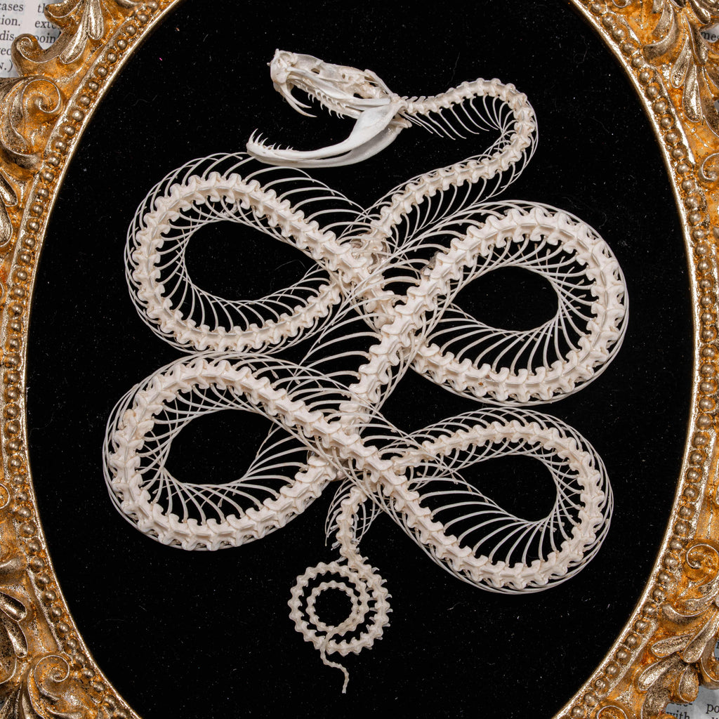 Real viper snake skeleton posed into a Celtic knot symbol from ancient Viking culture, framed in gothic vintage style. Perfect for witch altar decor, Norse mythology lovers, pagan ritual space, or symbolic bone art collectors. Hand-cleaned, ethically sourced, and preserved on black velvet background for natural history and dark academia displays.