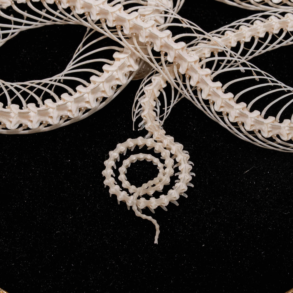 Real Viper Snake Skeleton, Gaboon Viper fangs, real snake taxidermy anatomy, anaconda skull.