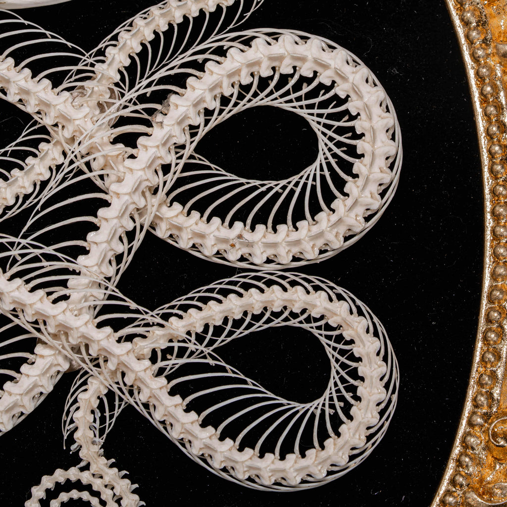 Real Viper Snake Skeleton, Gaboon Viper fangs, real snake taxidermy anatomy, anaconda skull.