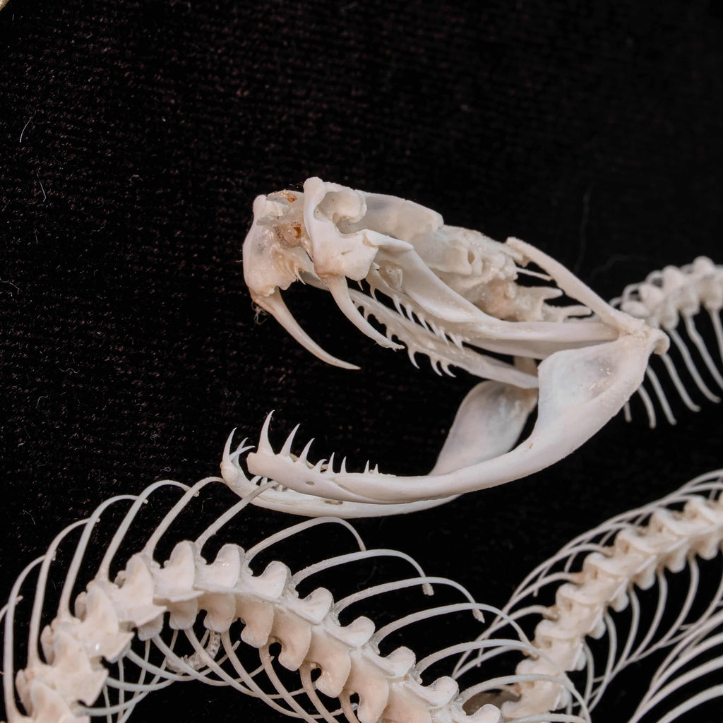 Real Viper Snake Skeleton, Gaboon Viper fangs, real snake taxidermy anatomy, anaconda skull.