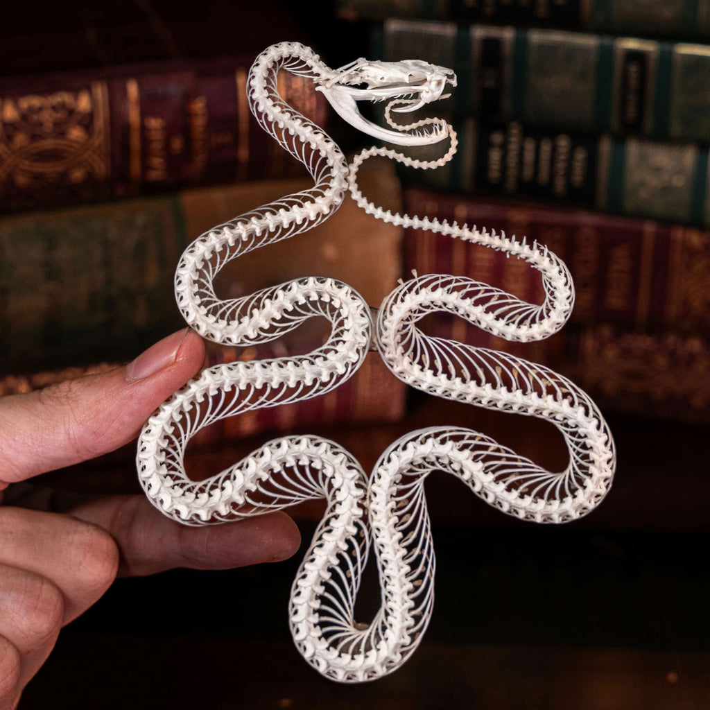 Snake skeleton Christmas Tree - Real Viper taxidermy with Skull Ball Ornaments on Gothic Frame Snake skel alone