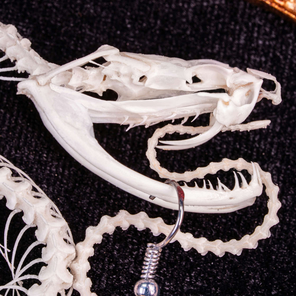 Real Viper snake skeleton taxidermy arranged in the shape of a Christmas tree, displayed on ornate gold Baroque frame with black velvet background. Decorated with colorful skull ball ornaments in red, blue, green, and pearl tones, combining gothic art with festive holiday symbolism. Perfect for dark academia interiors, oddities collectors, gothic Christmas displays, and skull lovers seeking unique handmade taxidermy art decor.