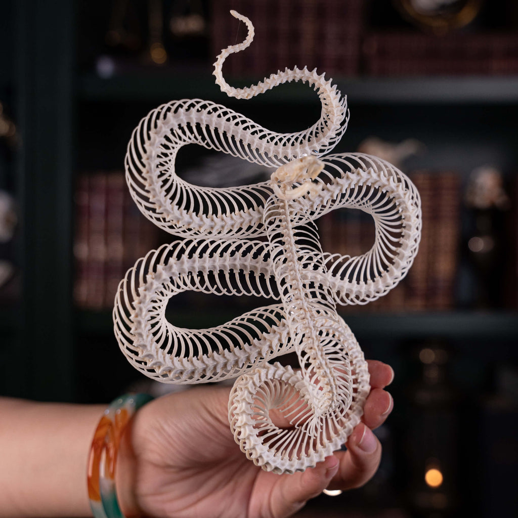 museum specimen, bone collection, skeleton collection,  oddities and curiosities,  gothic wall decoration, Real viper skeleton on Victorian Vintage frame,  Venomous snake fangs, snake skeleton,  snake anatomy,  real snake skull, Cobra snake skeleton