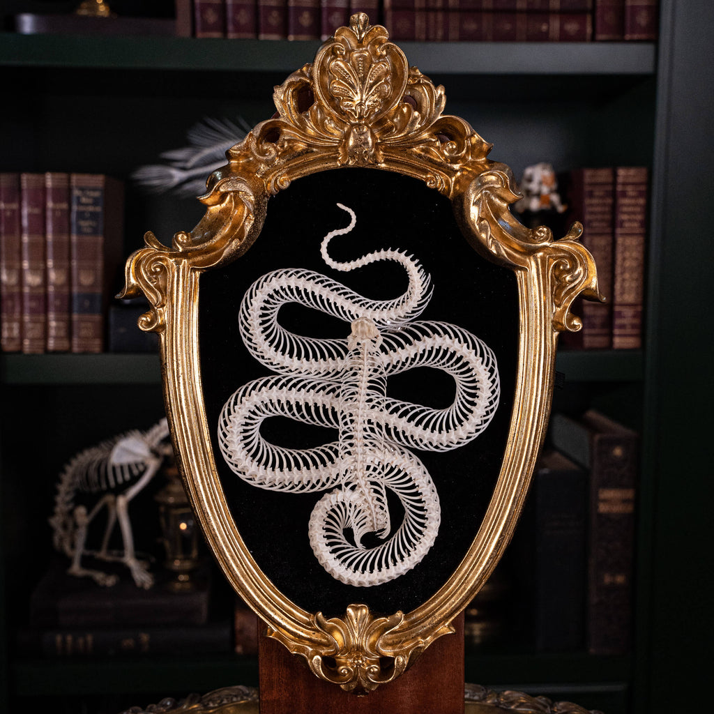 museum specimen, bone collection, skeleton collection,  oddities and curiosities,  gothic wall decoration, Real viper skeleton on Victorian Vintage frame,  Venomous snake fangs, snake skeleton,  snake anatomy,  real snake skull, Cobra snake skeleton