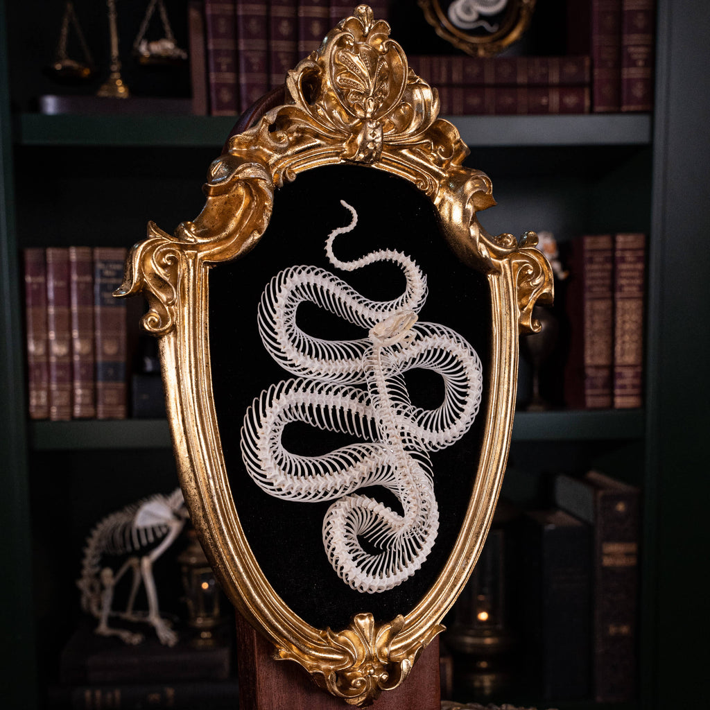 museum specimen, bone collection, skeleton collection,  oddities and curiosities,  gothic wall decoration, Real viper skeleton on Victorian Vintage frame,  Venomous snake fangs, snake skeleton,  snake anatomy,  real snake skull, Cobra snake skeleton