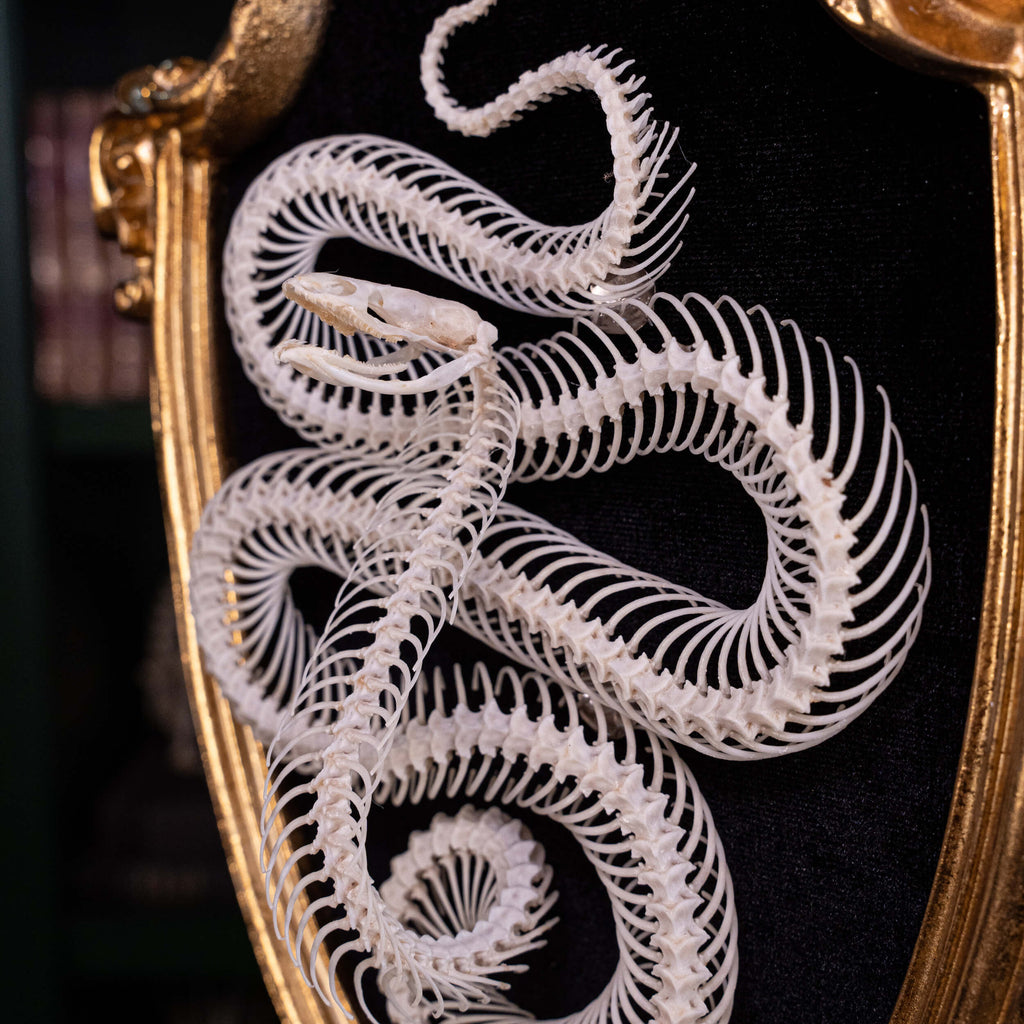 museum specimen, bone collection, skeleton collection,  oddities and curiosities,  gothic wall decoration, Real viper skeleton on Victorian Vintage frame,  Venomous snake fangs, snake skeleton,  snake anatomy,  real snake skull, Cobra snake skeleton